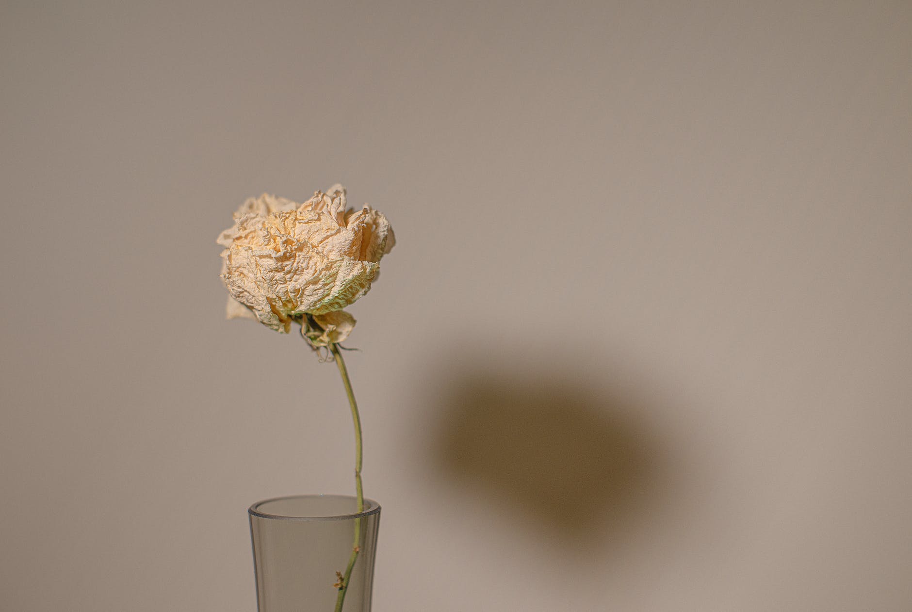 white flower in clear glass vase